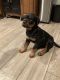 Rottweiler Puppies for sale in W Peoria Ave, Phoenix, AZ 85029, USA. price: NA
