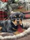 Rottweiler Puppies for sale in Chicago, IL, USA. price: NA