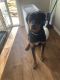 Rottweiler Puppies for sale in Nampa, ID 83686, USA. price: $300