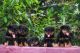 Rottweiler Puppies for sale in Kochi, Kerala, India. price: 25000 INR