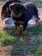 Rottweiler Puppies for sale in Abbeville, SC 29620, USA. price: NA