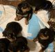 Rottweiler Puppies for sale in Suisun City, CA, USA. price: $1,000