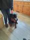 Rottweiler Puppies for sale in Holly, MI 48442, USA. price: NA