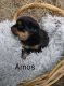 Rottweiler Puppies for sale in Mcconnellsburg, PA 17233, USA. price: NA