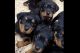 Rottweiler Puppies for sale in 4736 Carolina Ave NE, Salem, OR 97305, USA. price: NA