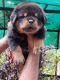 Rottweiler Puppies for sale in Karunagappalli, Kerala, India. price: 28000 INR
