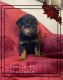 Rottweiler Puppies for sale in Olympia, WA, USA. price: NA