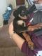 Rottweiler Puppies for sale in Highland, CA, USA. price: NA
