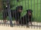 Rottweiler Puppies for sale in Willis, TX, USA. price: NA