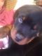 Rottweiler Puppies for sale in Salem, VA 24153, USA. price: NA