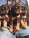 Rottweiler Puppies for sale in Whiteville, NC 28472, USA. price: $1,000