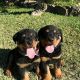 Rottweiler Puppies for sale in 203 US-1, Norlina, NC 27563, USA. price: NA