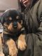 Rottweiler Puppies for sale in Wapakoneta, OH 45895, USA. price: NA