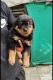 Rottweiler Puppies for sale in Nashik, Maharashtra, India. price: 22 INR