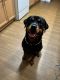 Rottweiler Puppies for sale in Portsmouth, VA, USA. price: $800
