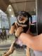 Rottweiler Puppies for sale in Grand Island, NE, USA. price: $1,600