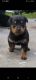 Rottweiler Puppies for sale in Bradenton, FL, USA. price: NA