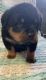 Rottweiler Puppies for sale in Carson City, MI 48811, USA. price: NA