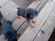 Rottweiler Puppies for sale in Lane Dr, Gaffney, SC 29340, USA. price: NA