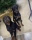 Rottweiler Puppies for sale in Atlanta, GA, USA. price: $300
