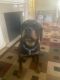Rottweiler Puppies for sale in Detroit, MI, USA. price: $1,200