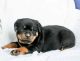 Rottweiler Puppies for sale in Ohio City, Cleveland, OH, USA. price: NA