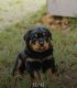 Rottweiler Puppies for sale in San Antonio, TX, USA. price: NA