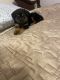 Rottweiler Puppies for sale in Glenn Heights, TX 75154, USA. price: NA