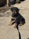 Rottweiler Puppies for sale in San Diego County, CA, USA. price: $1,600