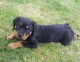 Rottweiler Puppies for sale in Orlando, FL 32819, USA. price: NA
