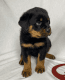 Rottweiler Puppies for sale in Orlando, FL 32819, USA. price: NA