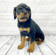 Rottweiler Puppies for sale in Pennsylvania Station, 4 Pennsylvania Plaza, New York, NY 10001, USA. price: $1,800