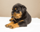 Rottweiler Puppies for sale in Pennsylvania Station, 4 Pennsylvania Plaza, New York, NY 10001, USA. price: $1,500
