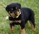 Rottweiler Puppies for sale in Pennsylvania Station, 4 Pennsylvania Plaza, New York, NY 10001, USA. price: $500