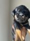 Rottweiler Puppies for sale in Las Vegas, NV, USA. price: $2,500
