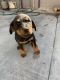 Rottweiler Puppies for sale in El Cajon, CA, USA. price: $700