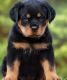 Rottweiler Puppies for sale in Calgary, AB, Canada. price: NA