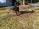 Rottweiler Puppies for sale in Angier, NC 27501, USA. price: $1,500