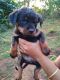 Rottweiler Puppies for sale in Chikmagalur, Karnataka, India. price: 14000 INR