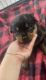 Rottweiler Puppies for sale in Tampa, FL, USA. price: $1,350