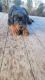 Rottweiler Puppies for sale in Yakima, WA, USA. price: NA