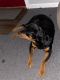 Rottweiler Puppies for sale in West Columbia, SC 29169, USA. price: $350