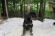 Rottweiler Puppies for sale in Toledo, OH, USA. price: NA