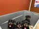 Rottweiler Puppies for sale in Findlay, OH 45840, USA. price: $1,200
