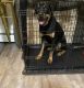 Rottweiler Puppies for sale in Brooklyn Park, MN, USA. price: $500