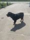 Rottweiler Puppies for sale in Vinton, IA 52349, USA. price: $200