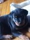 Rottweiler Puppies for sale in Detroit, MI, USA. price: $500