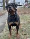 Rottweiler Puppies for sale in Olean, NY 14760, USA. price: $1,650