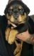 Rottweiler Puppies for sale in Colorado Springs, CO, USA. price: $1,800