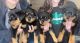 Rottweiler Puppies for sale in Chillicothe, OH 45601, USA. price: NA